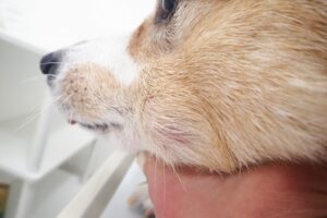 リンパ腫のコーギーを化学療法で治療