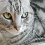 甲状腺機能亢進症の猫の治療