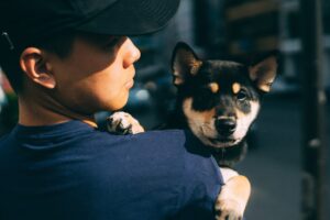 肺転移が認められた乳腺腫瘍の柴犬の治療