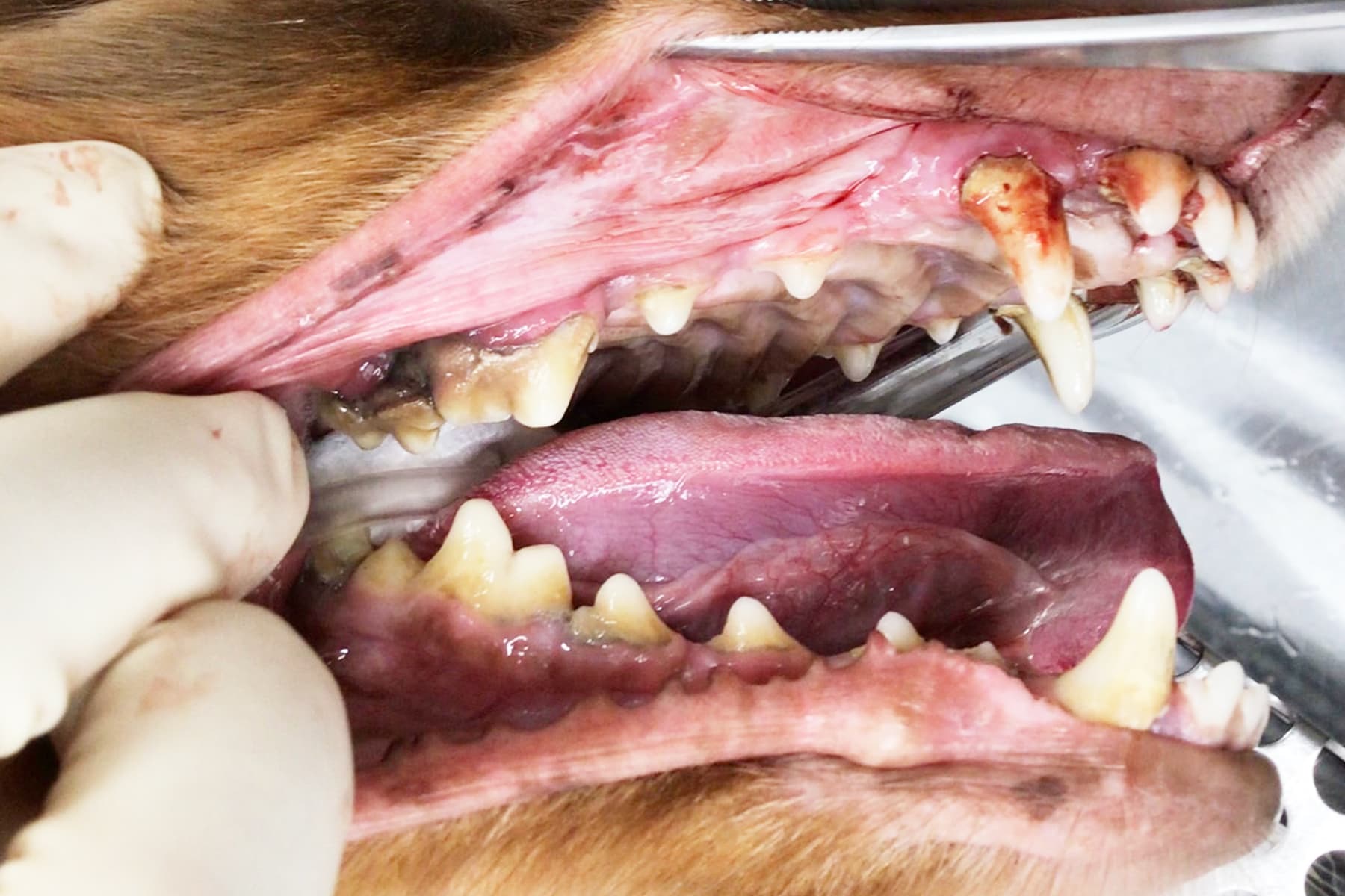 歯周病の犬の口