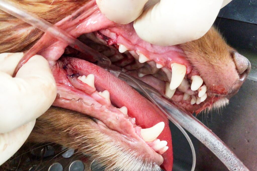 歯石除去された犬