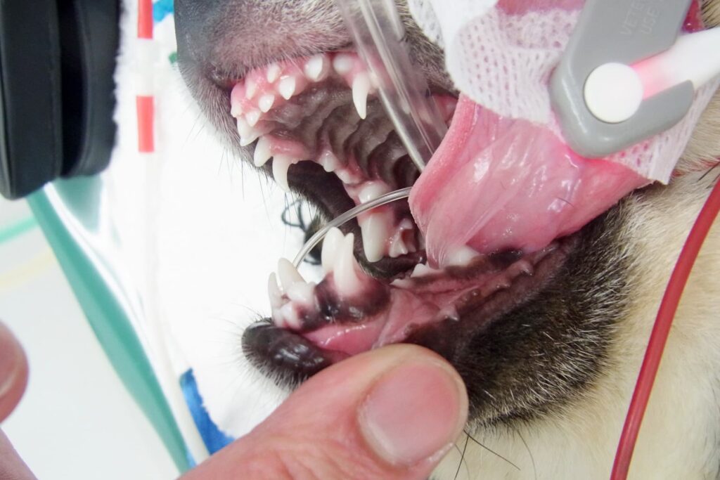 乳歯遺残の柴犬の歯