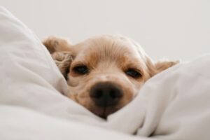 舌に癌(がん）が発生した犬の治療