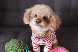 皮下の潜在精巣のトイプードルの治療