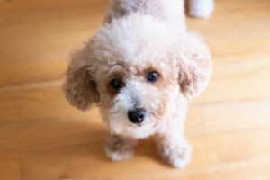 皮膚肥満細胞腫（低悪性度）のトイプードルの治療