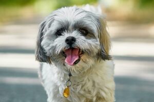 副腎皮質腺腫（ふくじんひしつせんしゅ）の犬の治療